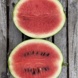 Mini Love, (F1) Watermelon Seeds